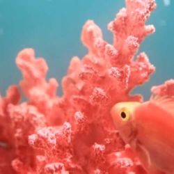 коралловая свадьба