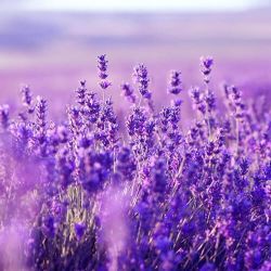 лавандовая свадьба