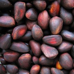 кедровая свадьба