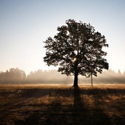 дубовая свадьба